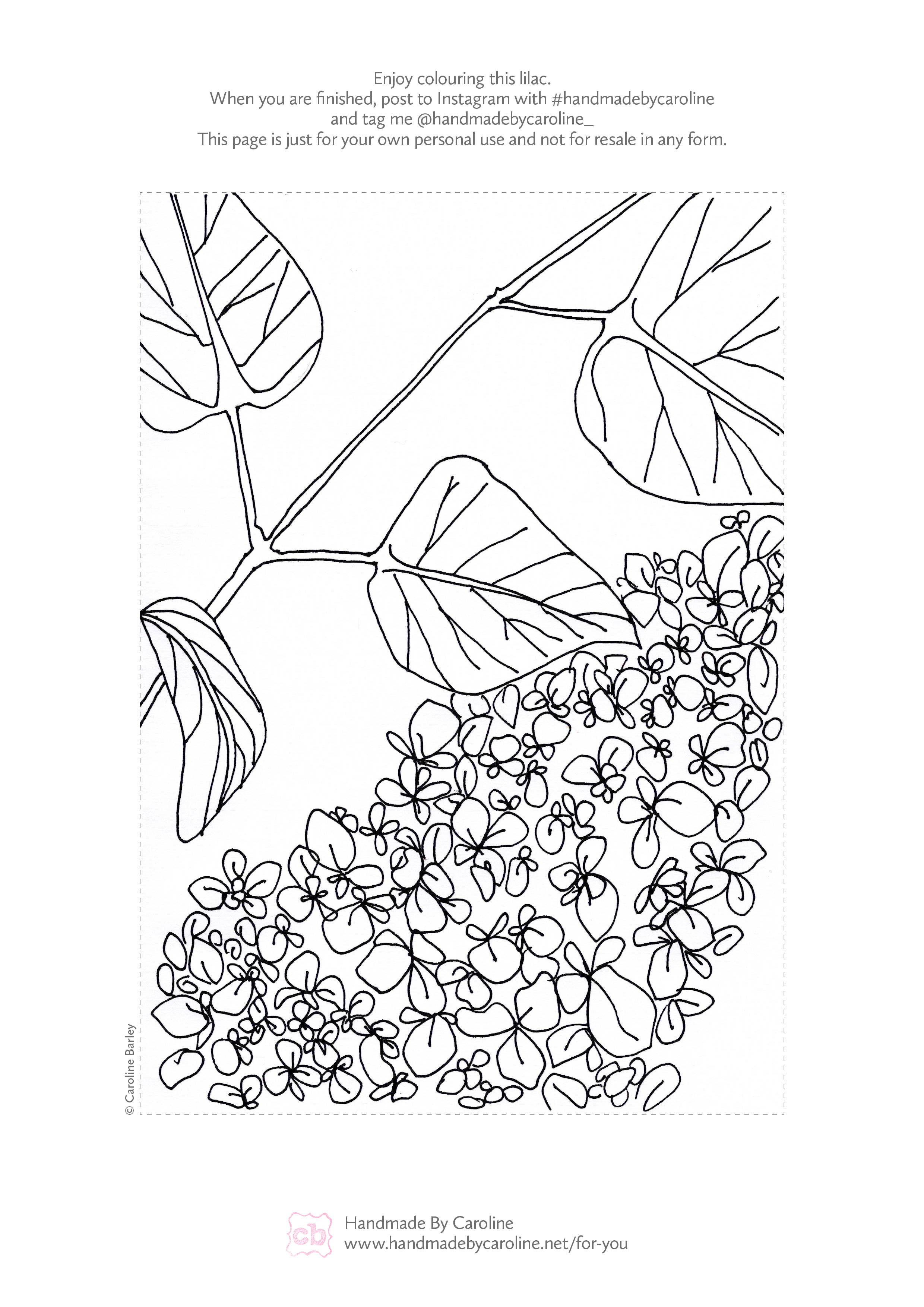 A4_lilac©carolinebarley