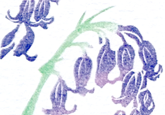 bluebells_close