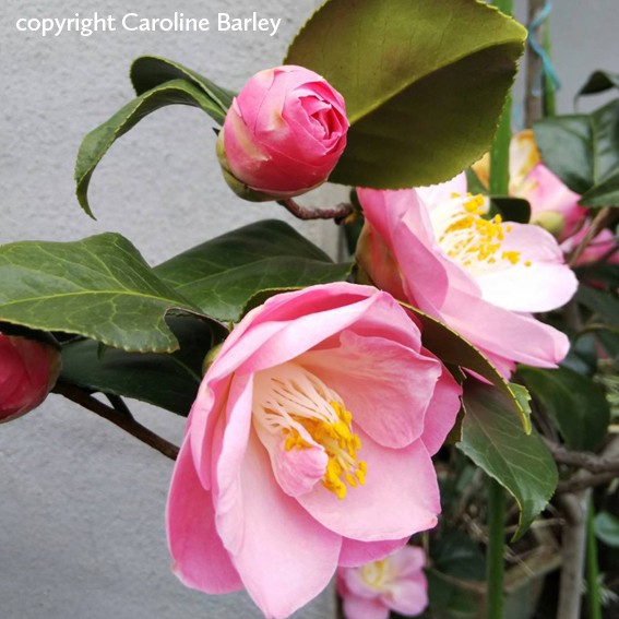 camellia_colour_in
