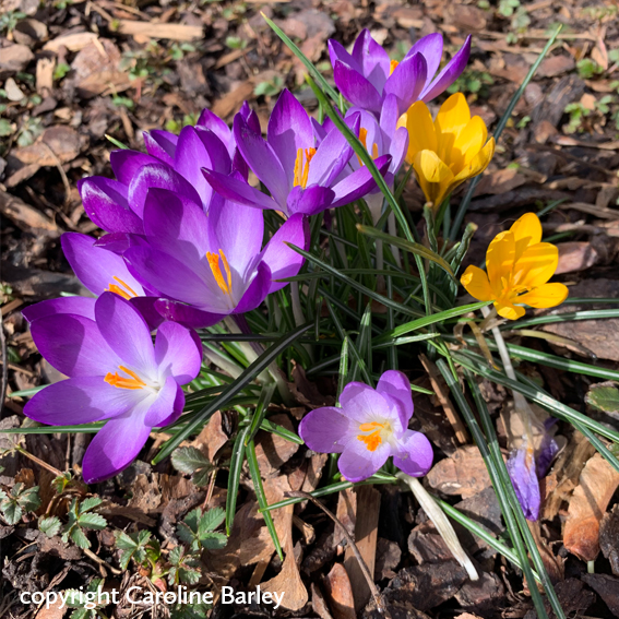 crocus_colour_in