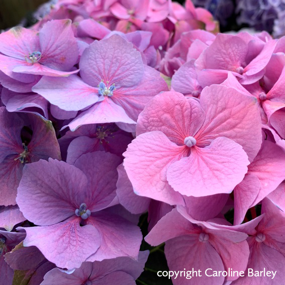 filler_portfolio_blank