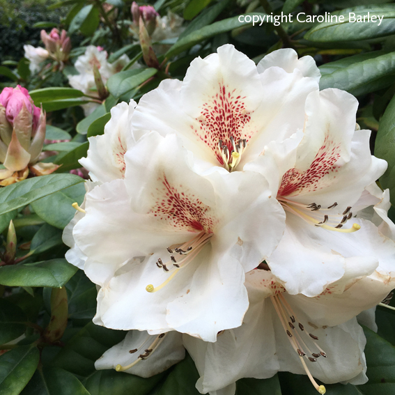 rhododendron_colour_in